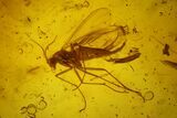 Ten Fossil Flies (Diptera) In Baltic Amber #183581-2